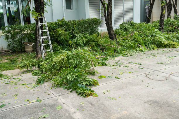 Best Tree Preservation Services  in East Lake, FL